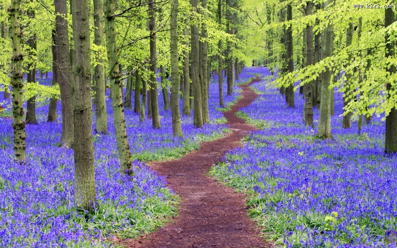 唯美小路风光图片