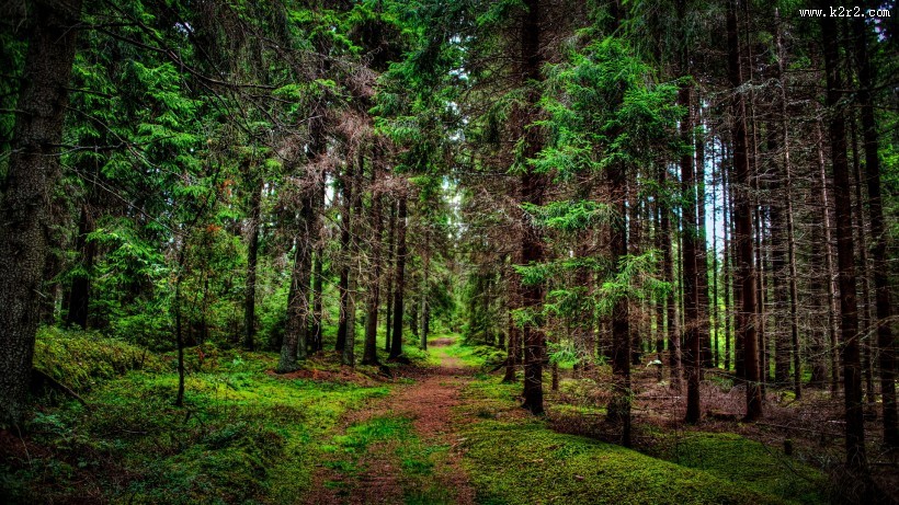 绿色清新自然风景图片大全