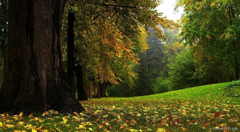 秋季树林图片大全