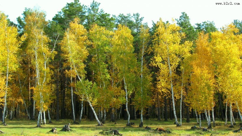 秋季树林图片大全