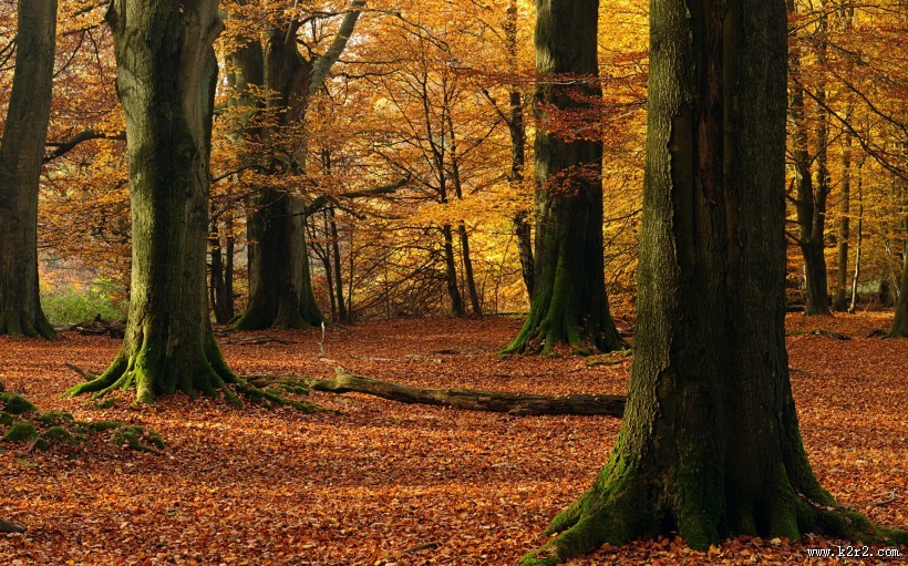 金秋森林图片大全