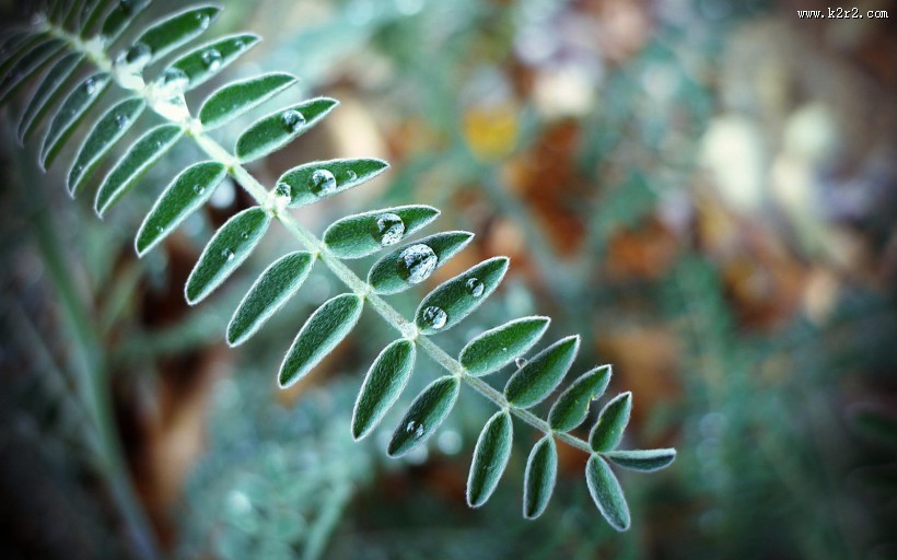 夏日晶莹的露珠图片大全