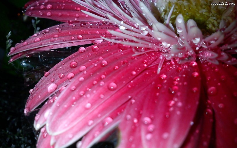 夏日晶莹的露珠图片大全