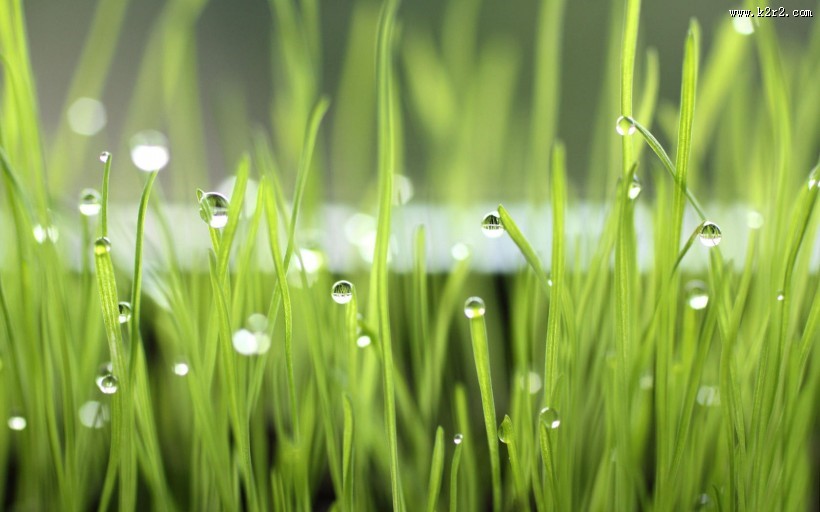 夏日晶莹的露珠图片大全