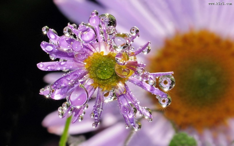 夏日晶莹的露珠图片大全