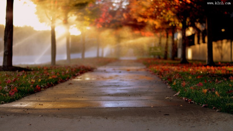 唯美的秋叶风景图片