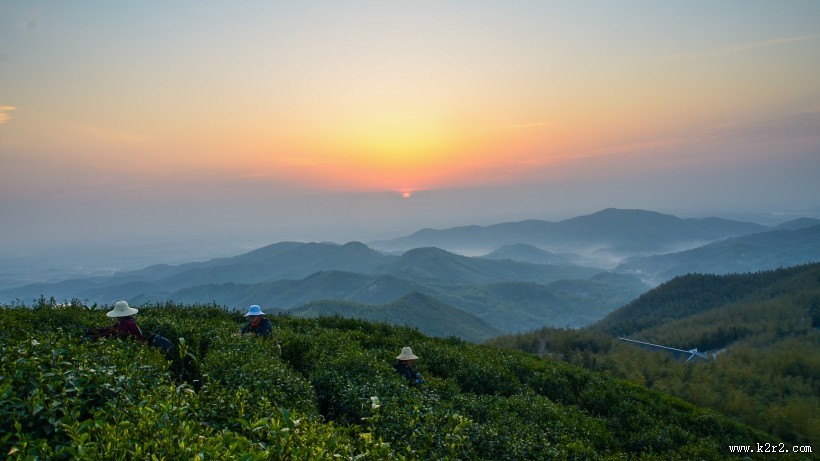 清晨茶园薄雾风景图片