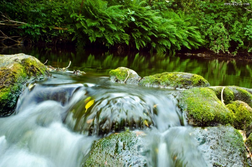 长水藻的水面图片