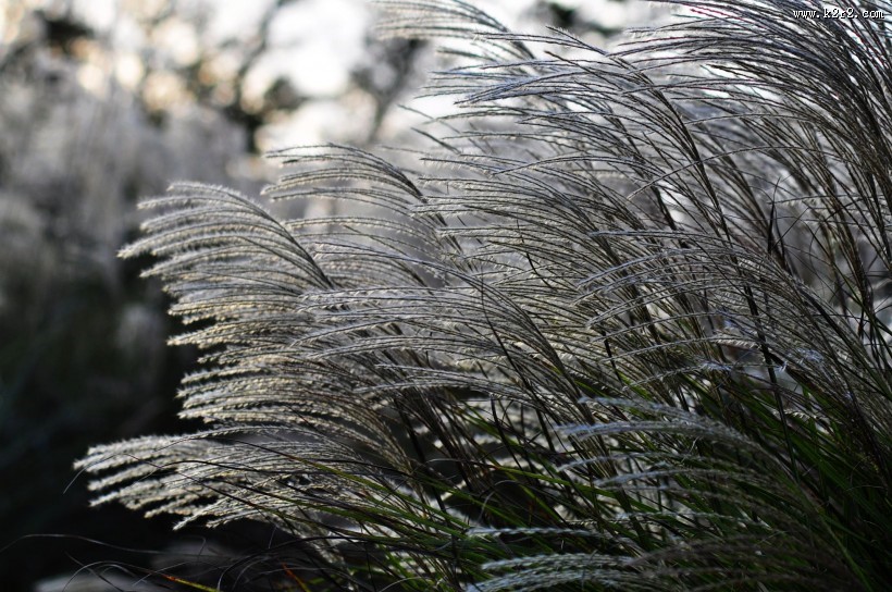 秋日花园小景图片