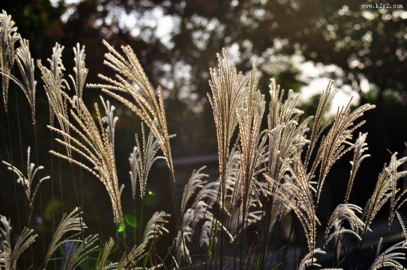秋日花园小景图片