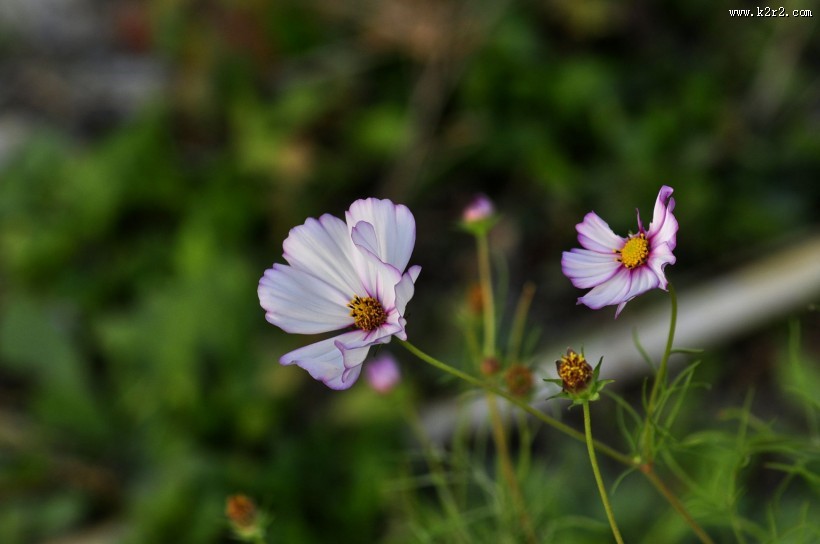秋日花园小景图片