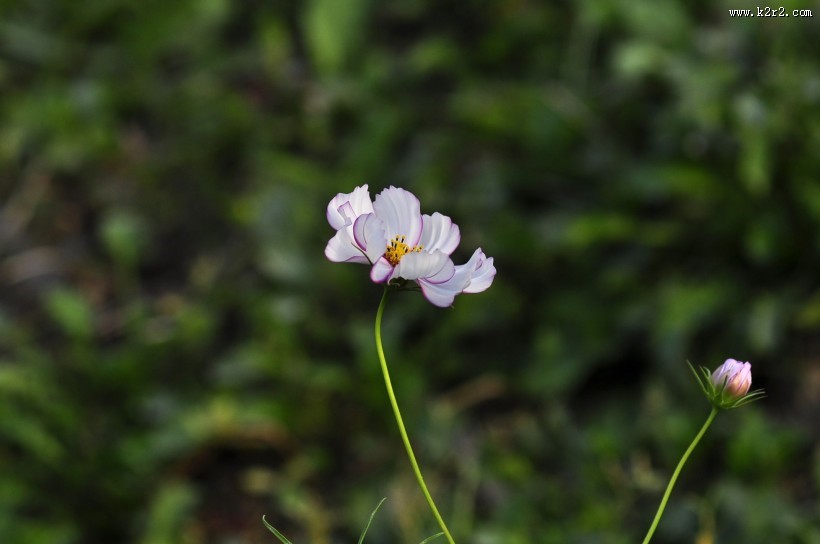 秋日花园小景图片