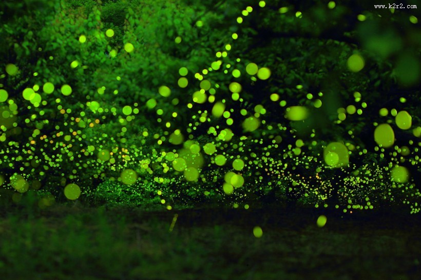 盛夏森林里的光圈图片