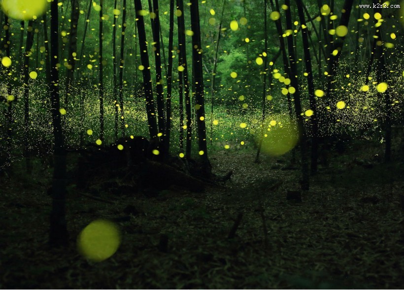 盛夏森林里的光圈图片