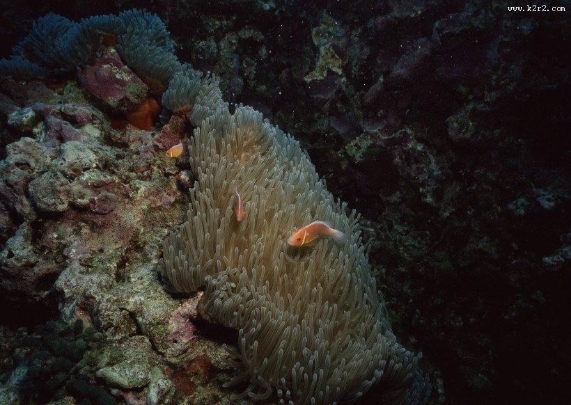 珊瑚海水底风景图片