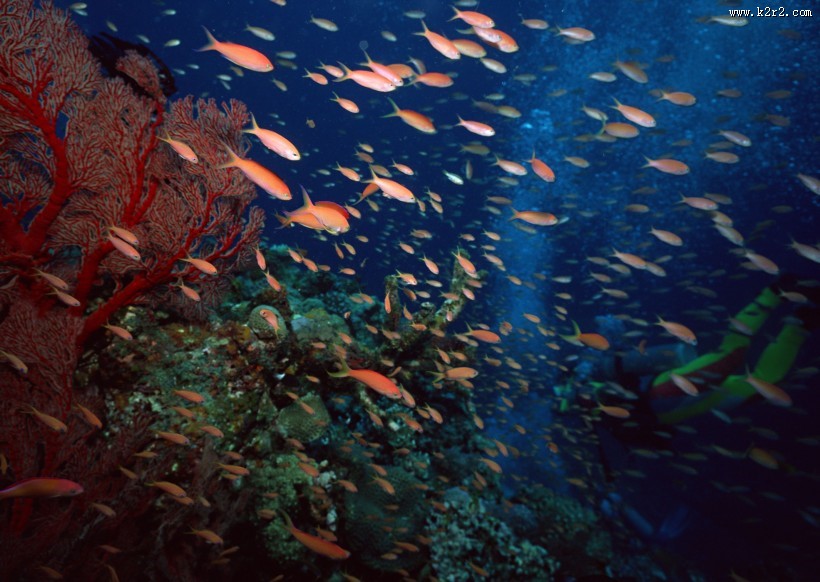 珊瑚海水底风景图片