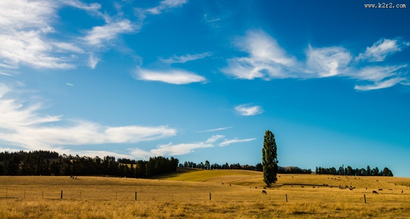 风吹麦浪风景图片