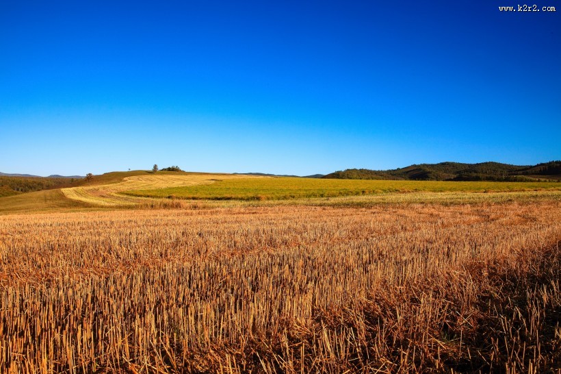 金黄色麦田风景图片