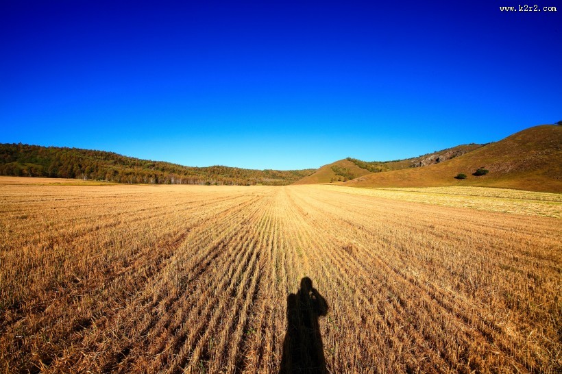 金黄色麦田风景图片