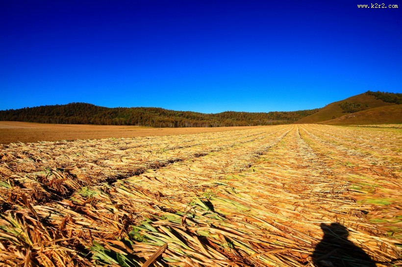 金黄色麦田风景图片