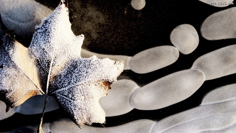 霜下的大自然图片大全