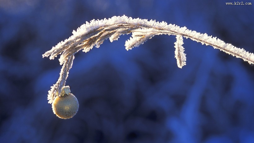 霜下的大自然图片大全