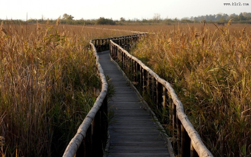 风中摇曳的芦苇图片