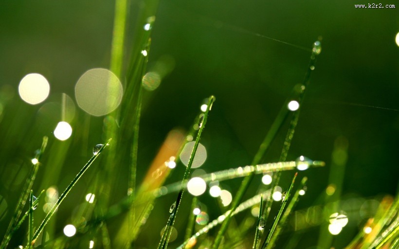 绿意盎然的青草丛图片