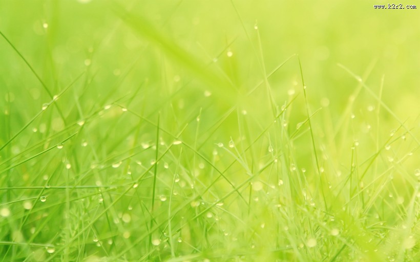 绿意盎然的青草丛图片