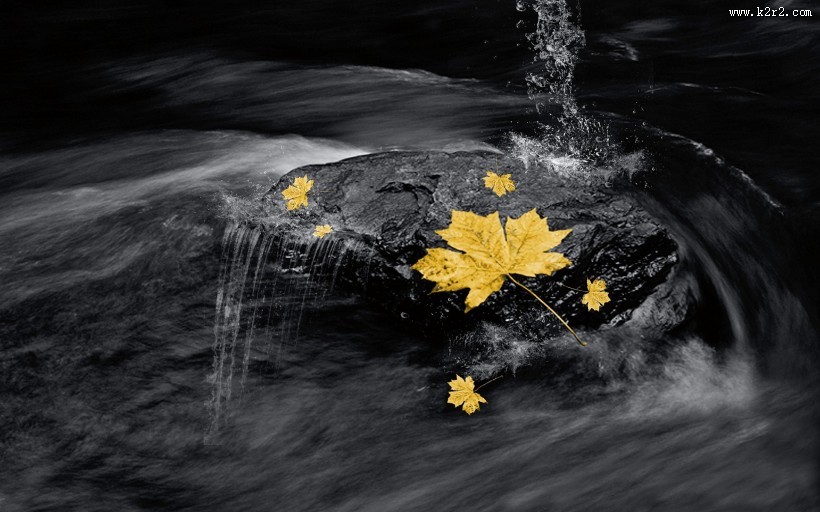 唯美落叶特写图片