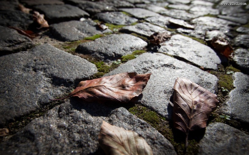 唯美落叶特写图片