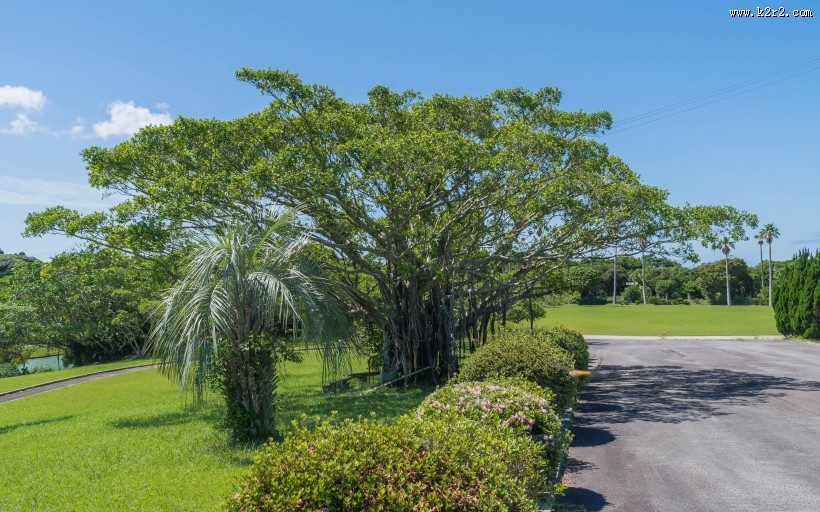 日本种子岛图片