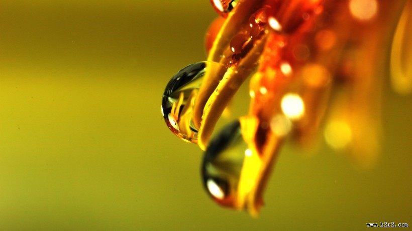 晶莹的露珠图片