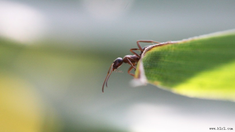 晶莹的露珠图片