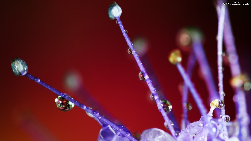 晶莹的露珠图片