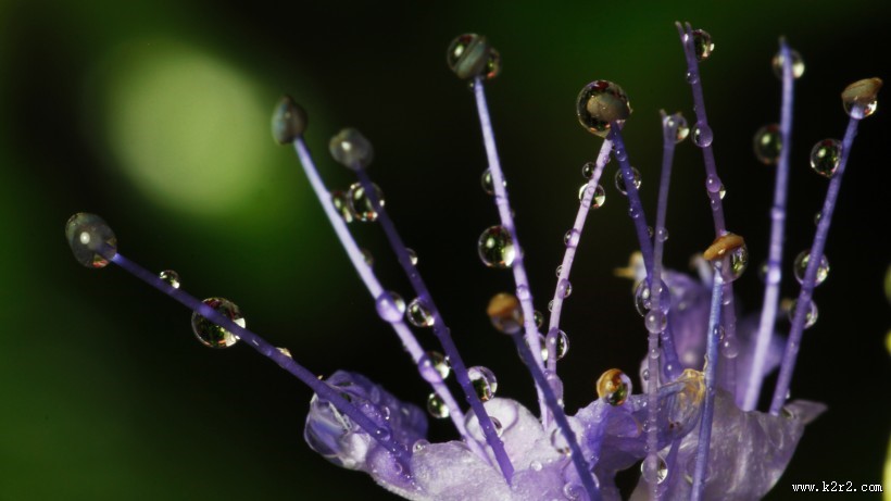 晶莹的露珠图片
