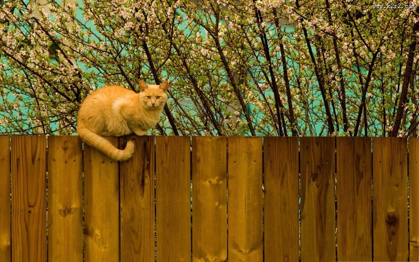 美丽的栅栏图片