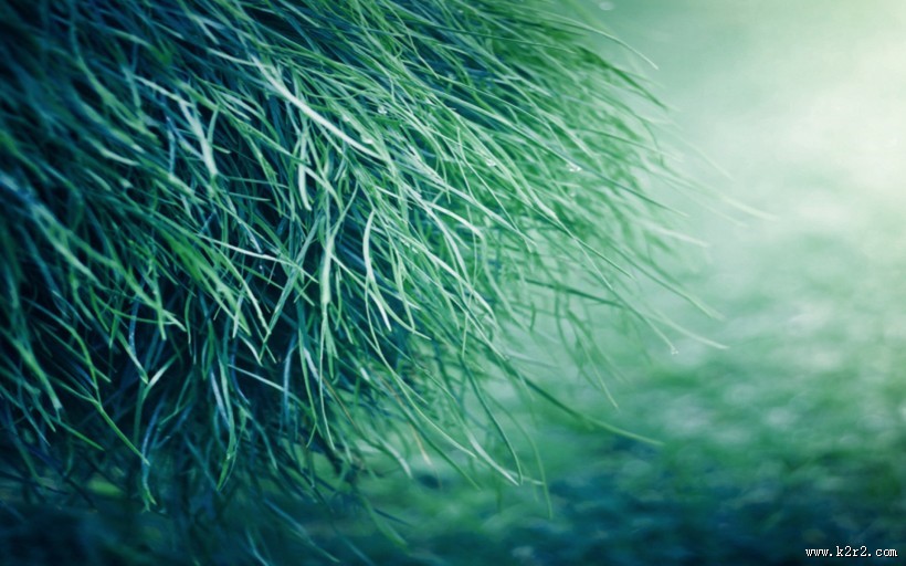 清新嫩草特写图片大全