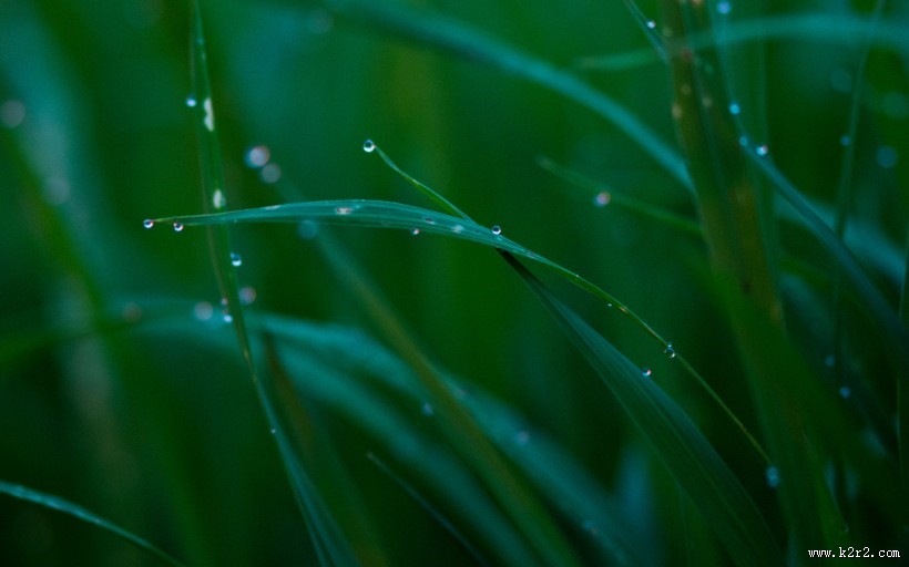 清新嫩草特写图片大全