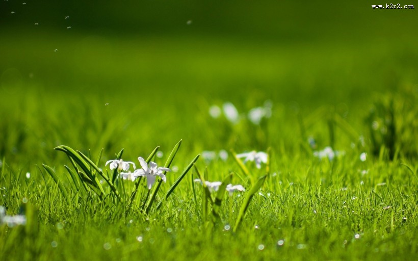 清新嫩草特写图片大全