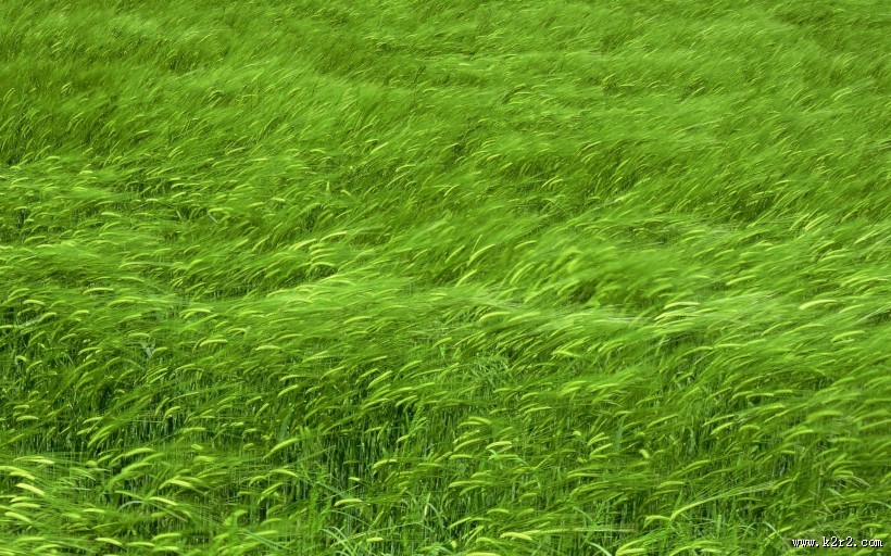 清新嫩草特写图片