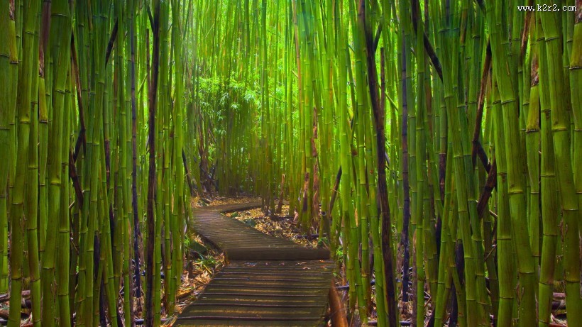 唯美路边风景图片