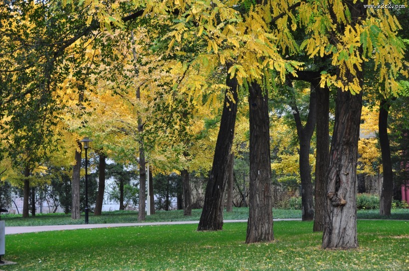 金黄色秋天风景图片