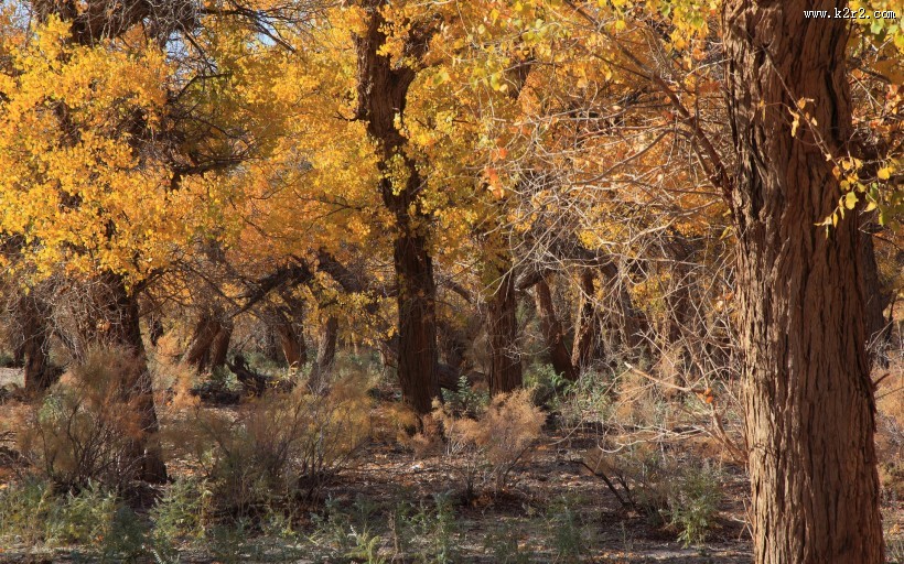胡杨林秋色风景图片