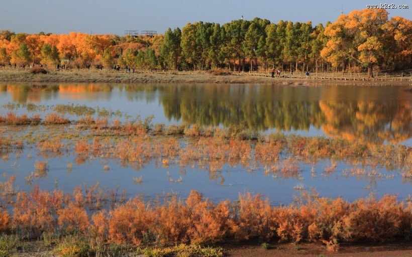胡杨林秋色风景图片