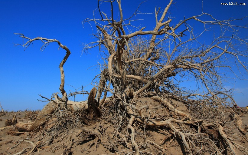 胡杨林秋色风景图片