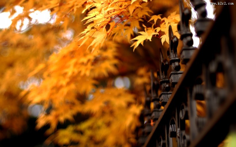 记忆中的栅栏图片