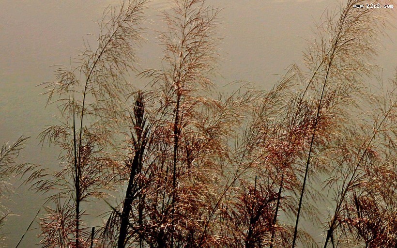 芦苇塘风景图片