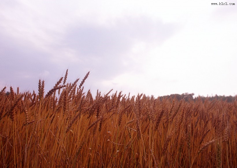 金色的麦田图片大全