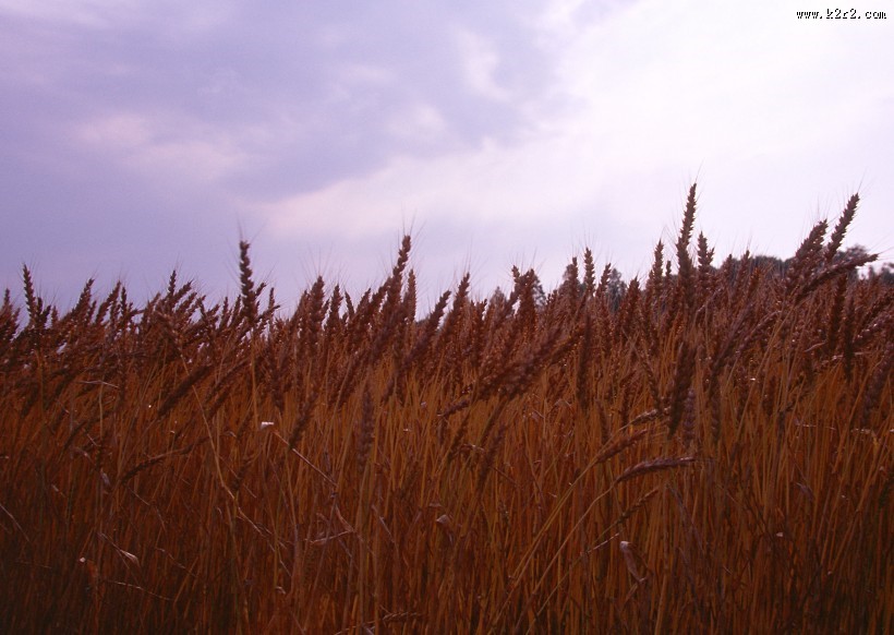 金色的麦田图片大全